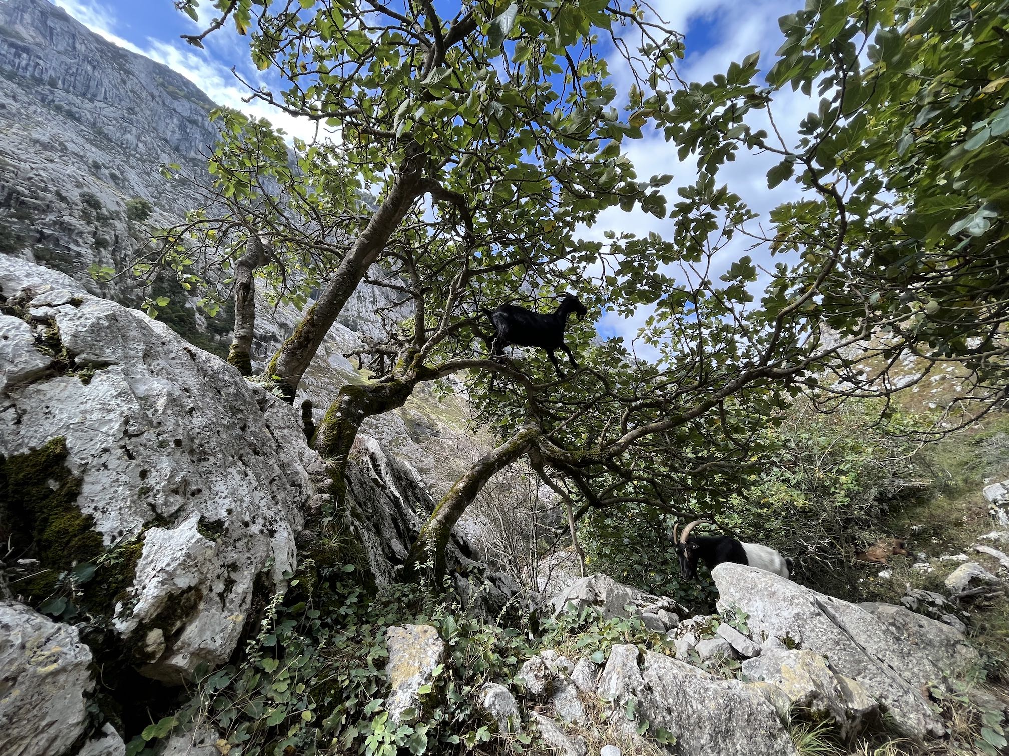 Ruta del Cares 2023 - A mountain goat perched on a tree branch