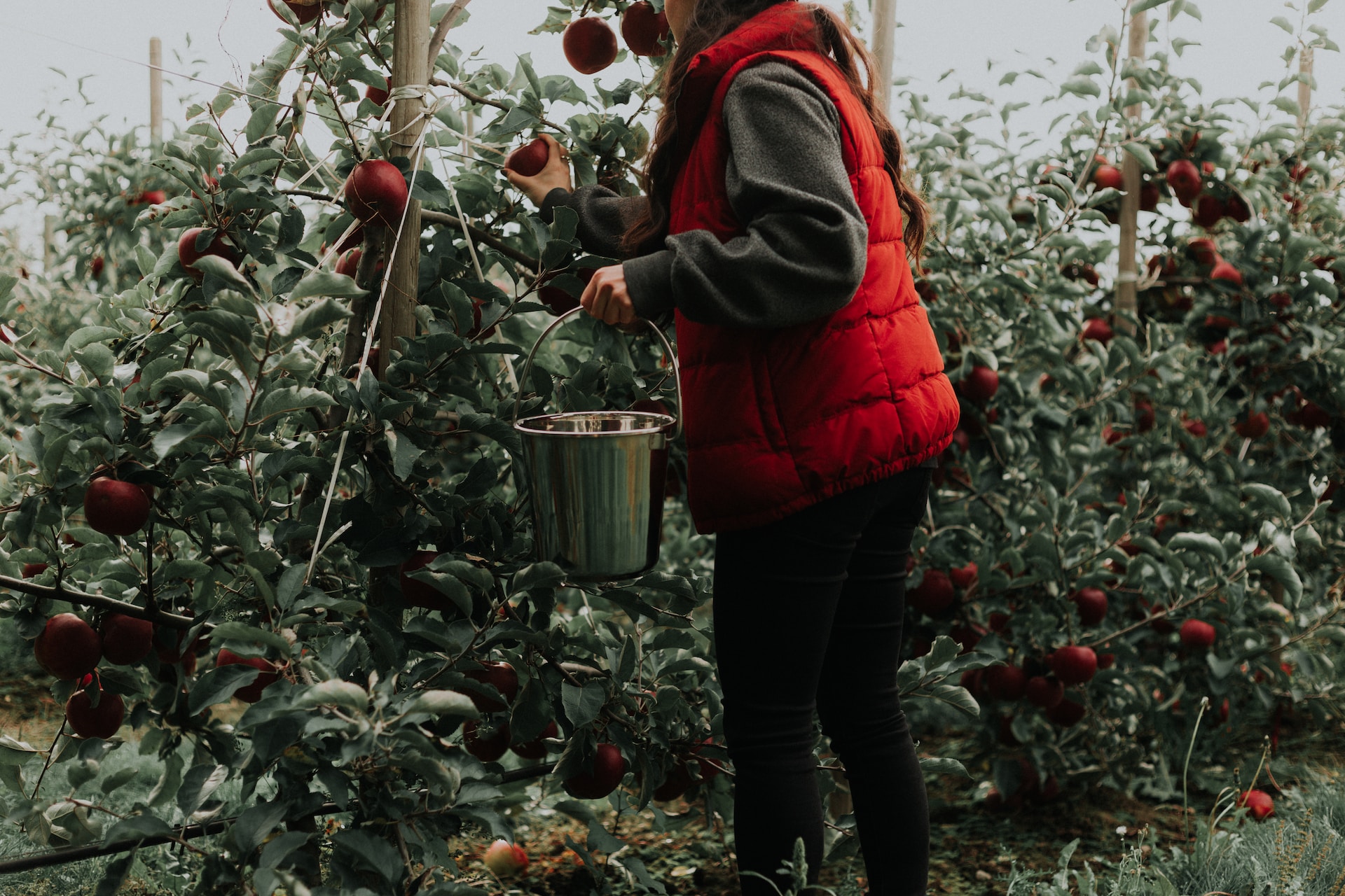 A person picking fruits.